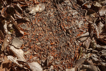 Fallen brown leaf of rubber tree on ground