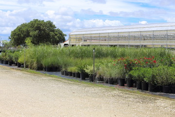 A Plant nursery that has different species of plants lined up in rows. 
