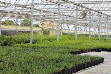 A Plant nursery growing different types of plants like plumbago, lantana, salvia, and annuals. 