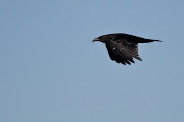 Common Raven Flying in a Blue Sky