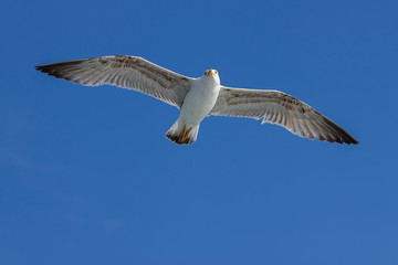 Fototapeta na wymiar Sea gull