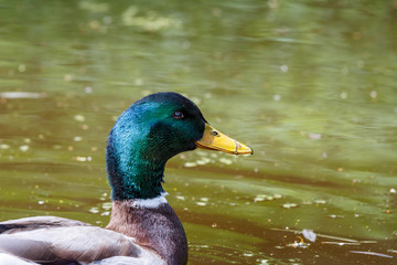 Mallard Duck (Anas platyrhynchos) relaxing in pond