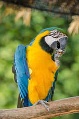 Beautiful blue and gold macaw parrot eating feed