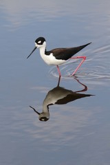 Black-necked Stilt (Himantopus mexicanus)