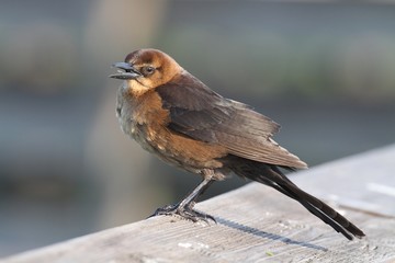 Boat-tailed Grackle (Quiscalus major)