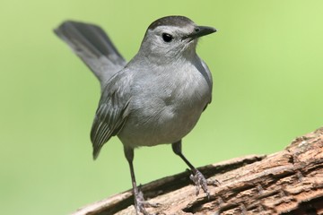 Obraz premium Gray Catbird (Dumetella carolinensis) on a log