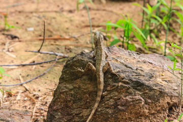Green crested lizard