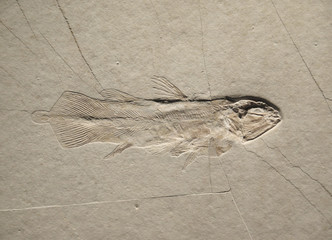 Coelacanth, ancient fish fossil on sand stone