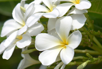 white and yellow frangipani flowers with leaves in background