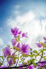 Pink Bougainvillea flowers with sun light