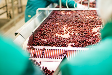 sour cherries in processing machines