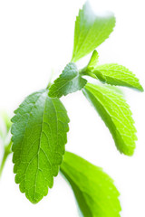 Stevia plant, natural sweetener - sugar substitute. 