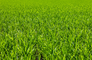 Rice, green leafy background