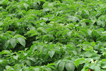 potato plant background