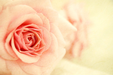 soft color rose on mulberry paper texture for romantic background
