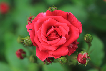 red rose on the green background