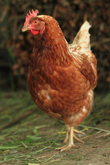 red hen from small czech farm