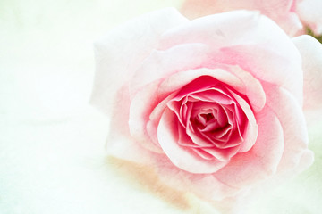Sweet pink rose on mulberry paper texture for background
