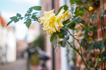 Yellow rose on the street. © Fxquadro