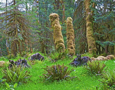 Fototapeta Hoh Forest