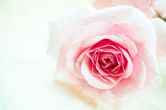 Sweet pink rose on mulberry paper texture for background
