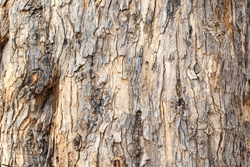 bark Wooden texture