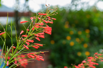 Russelia equisetiformis or firecracker plant flower in garden.