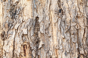 bark Wooden texture