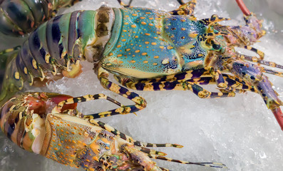 lobster seafood on ice at the fish market