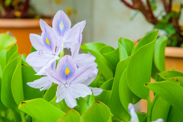 Obraz premium Beautiful Flower in garden of Thailand.