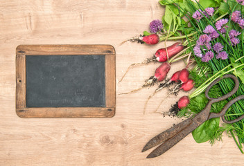 Fresh radish with green garden herbs. Vegetables and chalkboard