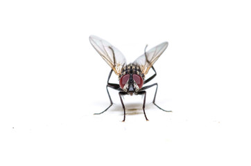 Common house fly