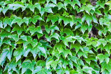 green leaves
