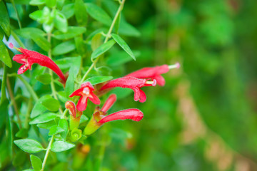 Beautiful Flower in garden of Thailand.
