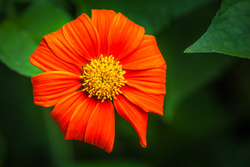 Red Zinnia flower