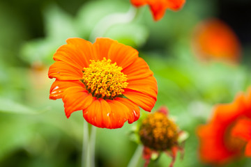 orange Zinnia flower