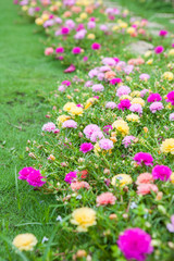 Obraz premium Common Purslane(Verdolaga, Pigweed, Little Hogweed, Pusley) in t