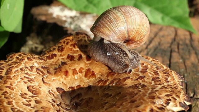 Close up shot of a Snail Crawling On A Mushroom
