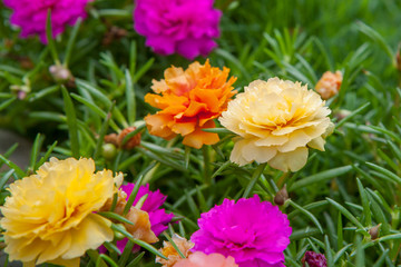Common Purslane(Verdolaga, Pigweed, Little Hogweed, Pusley) in t