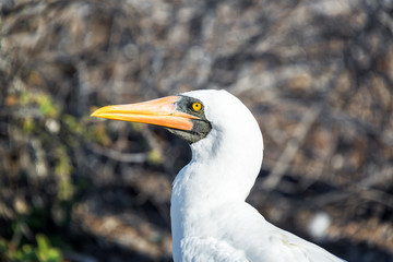 Nazca Booby View