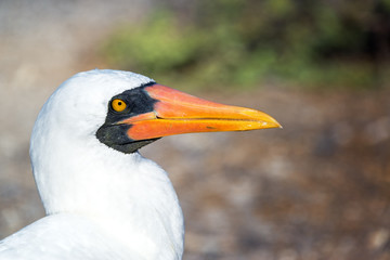Closeup of the Face of a Nazca Booby