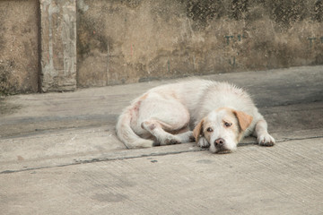 Homeless dog tired