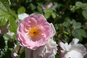 Rosa Bauernrose