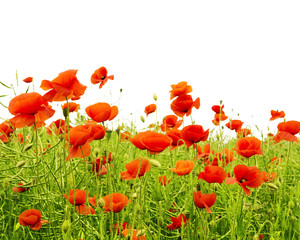 Fototapeta na wymiar Poppies on field isolated on white background