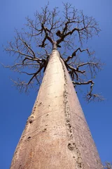 Garden poster Baobab baobab