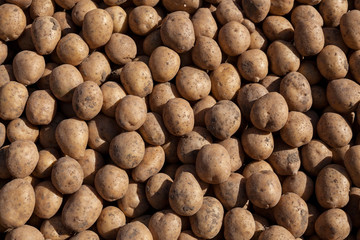 Fresh raw potatoes kept for retail purpose at bazaar