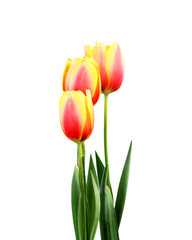 tulips on white background