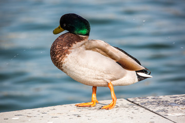 Ente