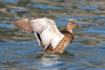 Ente