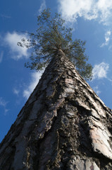 Fototapeta premium tree